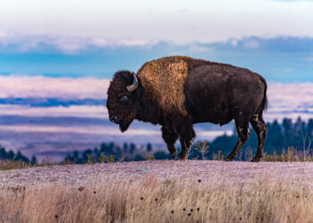 Bison in Wind Cave National Park, South Dakota