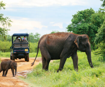 Elephants passing by in front of a tourist group in a 4x4 in Udawalawe National Park